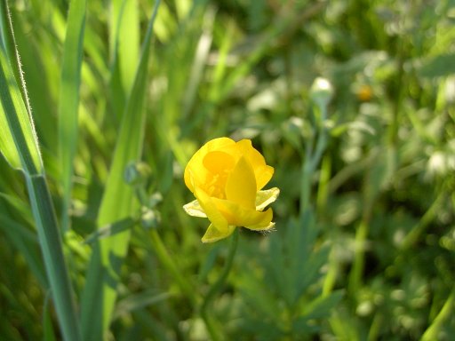 Butterblume
